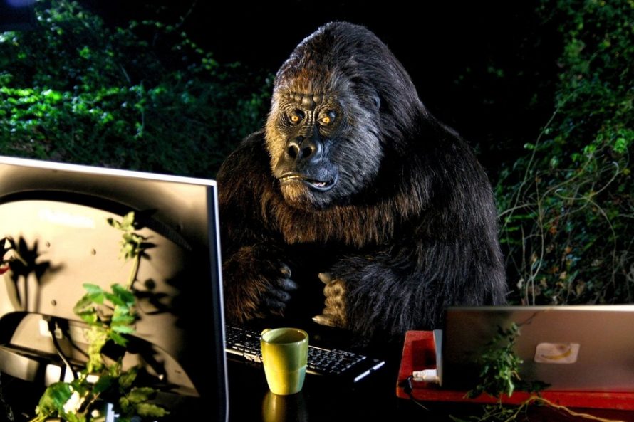 rsz_1rsz_rsz_gorilla-web-photo